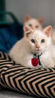 Adorable Cream and White Cat with Blue Eyes Mobile Wallpaper