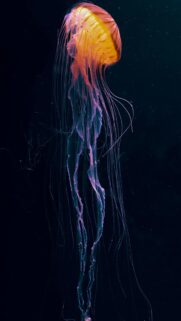 Deep Water Mobile Wallpaper: Mesmerizing Dark Ocean Aesthetic for Smartphone Backgrounds