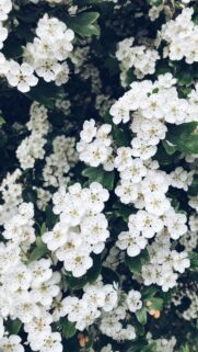 Breathtaking White Hawthorn Blossom Spring Flowers Mobile Wallpaper