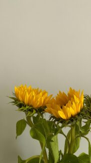 Vibrant Yellow Sunflower Duo Minimalist Phone Wallpaper