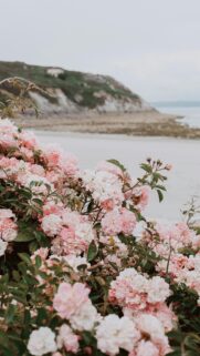 Romantic Pink Rose Bush by the Sea Coastal Mobile Wallpaper