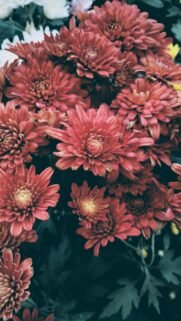 Vibrant Red Chrysanthemum Flower Bouquet Mobile Wallpaper
