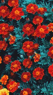 Vibrant Red Marigold Flowers Floral Nature Mobile Wallpaper