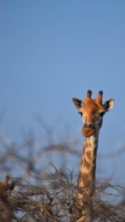 Funny Curious Giraffe Head Portrait Clear Blue Sky Mobile Wallpaper