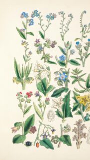 Vintage Botanical Illustration of Wildflowers and Garden Plants Wallpaper