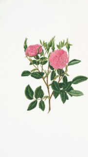Elegant Vintage Pink Rose Botanical Art Mobile Wallpaper