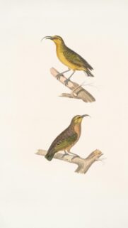 Vintage Ornithological Art Yellow Bird Illustration Wallpaper
