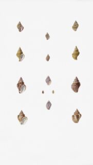 Vintage Natural History Seashell Collection Artistic Mobile Wallpaper