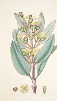 Vintage Botanical Eucalyptus Flower Illustration Mobile Wallpaper