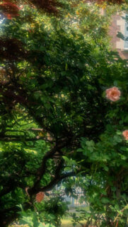 Enchanting Garden View with Soft Pink Roses and Lush Green Foliage Mobile Wallpaper
