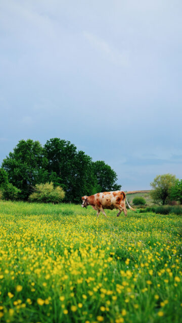 Earthly Taurus Zodiac Aesthetic Serene Meadow Desktop Wallpaper