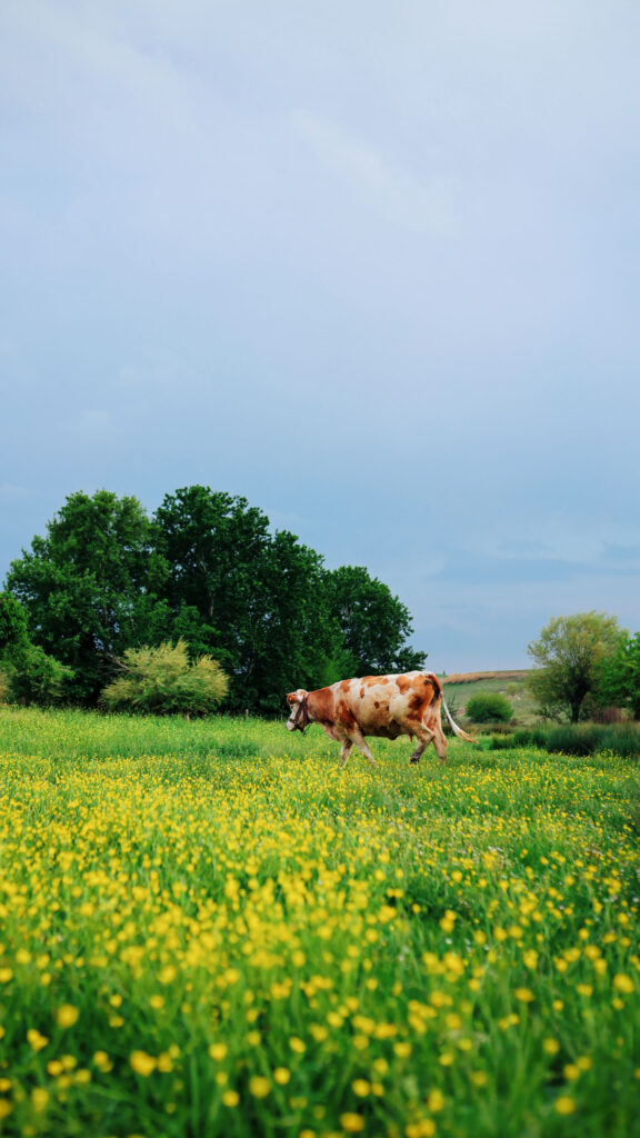 Earthly Taurus Zodiac Aesthetic Serene Meadow Desktop Wallpaper