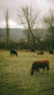 Taurus Earth Energy Grounding Pastoral Zodiac Aesthetic Wallpaper