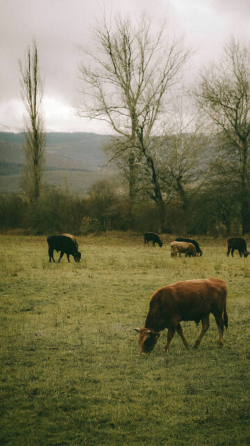 Taurus Earth Energy Grounding Pastoral Zodiac Aesthetic Wallpaper
