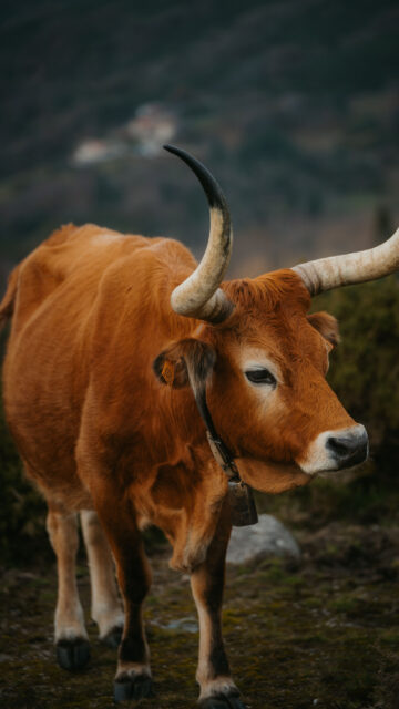 Taurus Zodiac Earth Energy Aesthetic 4K Phone Wallpaper
