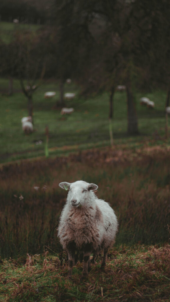 Aries Zodiac Sign Symbolism and Courageous Spirit iPhone Wallpaper