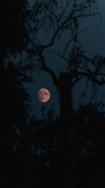 Mystical Full Moon Silhouette for Lunar Energy and Manifestation Wallpaper