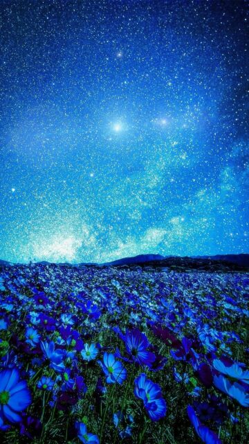 Breathtaking Blue Cosmos Flower Field Under a Starlit Night Sky Mobile Wallpaper