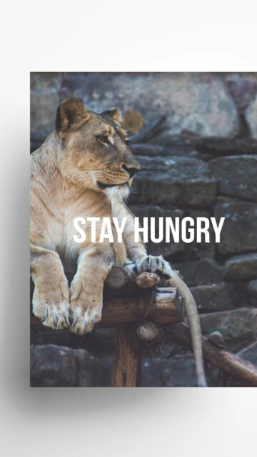 Lioness STAY HUNGRY Motivational Quote Mobile Wallpaper
