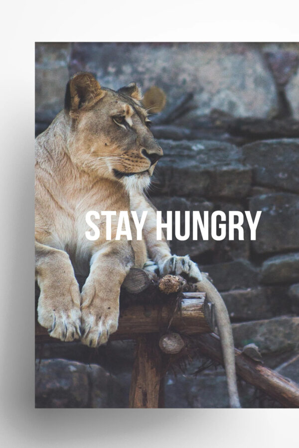 Lioness STAY HUNGRY Motivational Quote Mobile Wallpaper