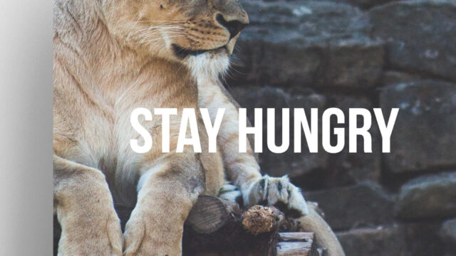 Lioness STAY HUNGRY Motivational Quote Mobile Wallpaper