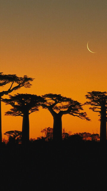 Baobab Trees at Sunset with Crescent Moon Mobile Wallpaper