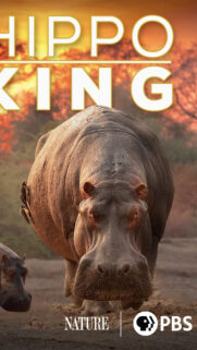 Hippo King Nature Documentary Mobile Wallpaper