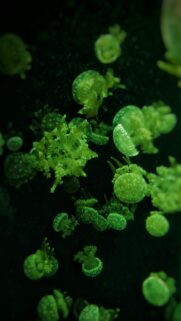 Bioluminescent Green Spotted Jellyfish Underwater Macro Phone Wallpaper