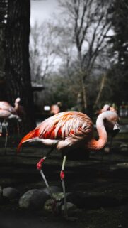 Stunning Pink Flamingo Portrait in Nature Mobile Phone Wallpaper