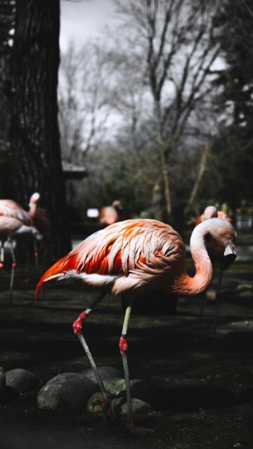 Stunning Pink Flamingo Portrait in Nature Mobile Phone Wallpaper