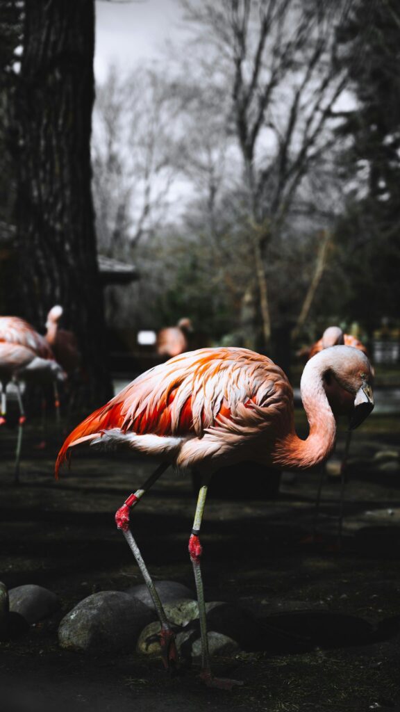 Stunning Pink Flamingo Portrait in Nature Mobile Phone Wallpaper
