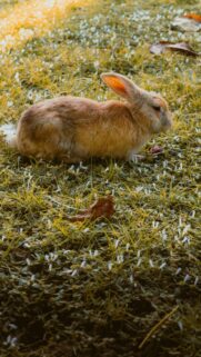 Cute Brown Rabbit Resting in Sunny Meadow Mobile Wallpaper
