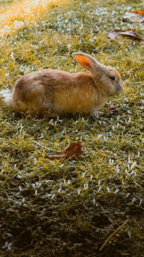 Cute Brown Rabbit Resting in Sunny Meadow Mobile Wallpaper
