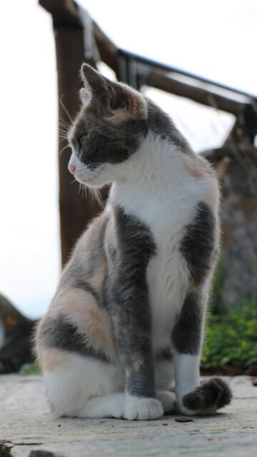 Beautiful Calico Cat Sitting Outdoors Portrait Phone Wallpaper
