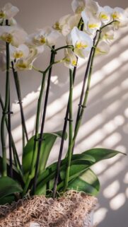 Elegant White Phalaenopsis Orchids with Sunlit Shadows Wallpaper