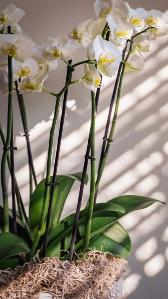 Elegant White Phalaenopsis Orchids with Sunlit Shadows Wallpaper