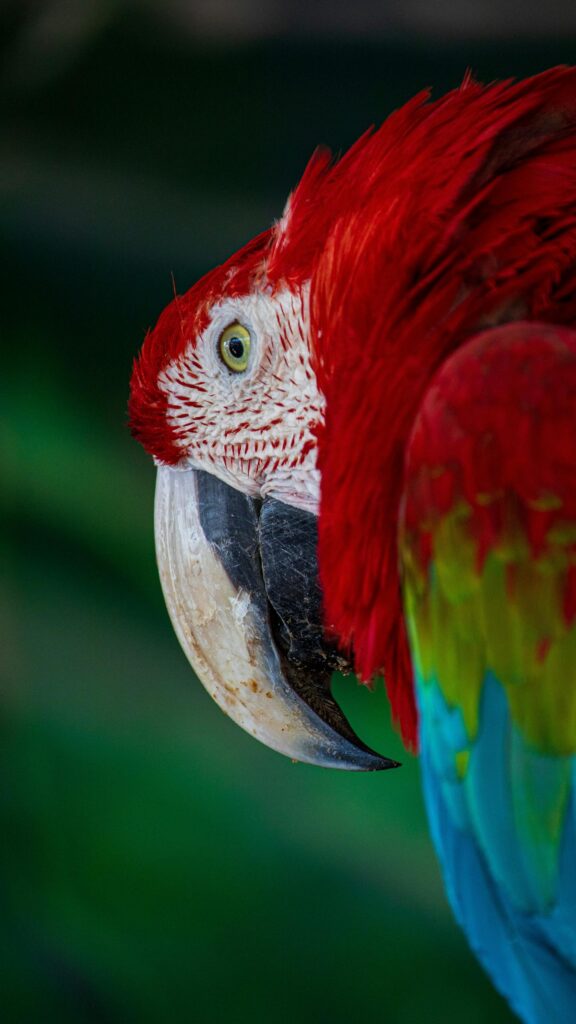 Stunning Close-up Green-Winged Macaw Portrait Phone Wallpaper