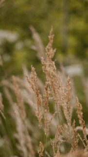 Golden Field Grass Blades Nature Aesthetic Mobile Wallpaper