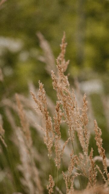 Golden Field Grass Blades Nature Aesthetic Mobile Wallpaper