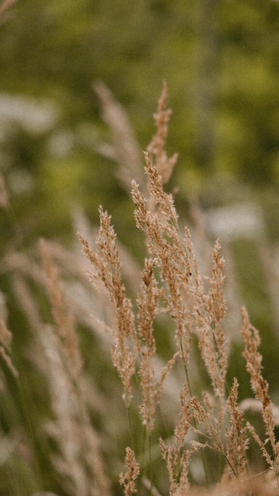 Golden Field Grass Blades Nature Aesthetic Mobile Wallpaper
