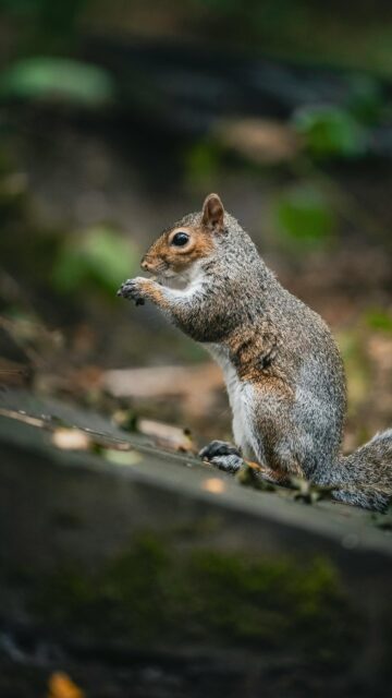 Close-up Cute Eastern Gray Squirrel Wildlife Portrait Phone Wallpaper