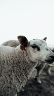 Close-Up Cute Sheep Portrait Animal Mobile Phone Wallpaper