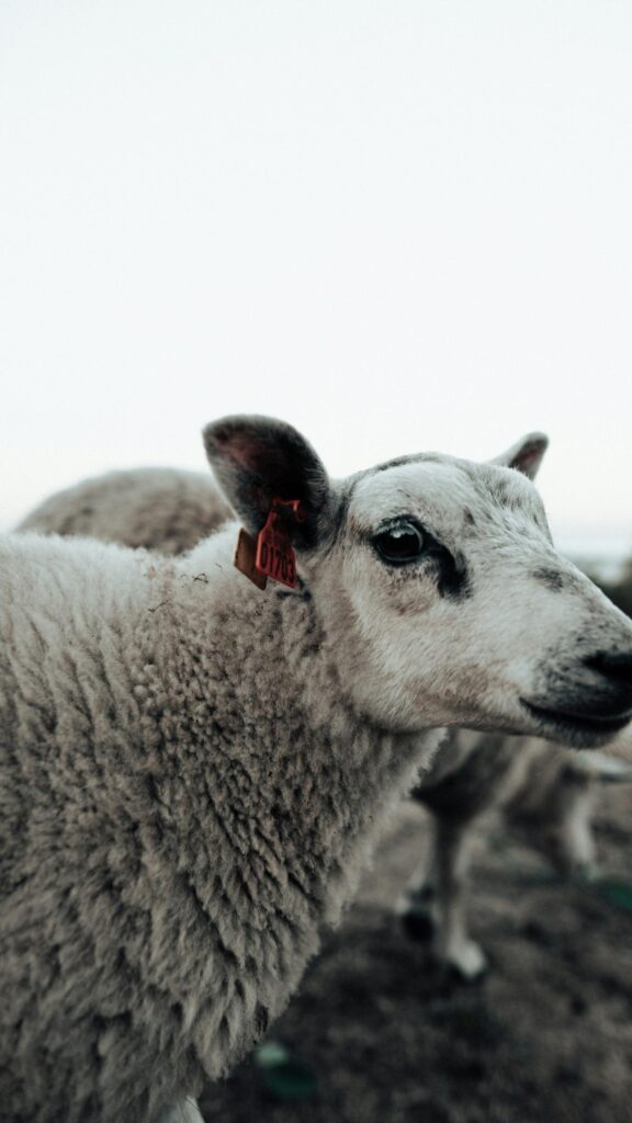 Close-Up Cute Sheep Portrait Animal Mobile Phone Wallpaper
