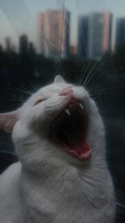 Funny White Cat Yawning Close Up Phone Background Wallpaper