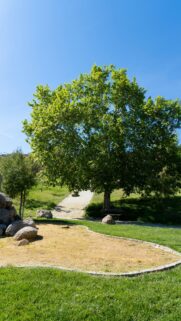 Stunning Green Tree in Sunny Park Landscape Phone Wallpaper