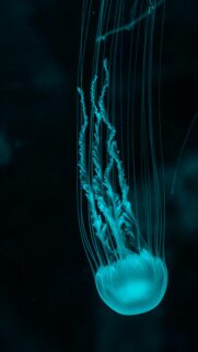 Glowing Neon Blue Jellyfish in Dark Deep Sea Mobile Wallpaper