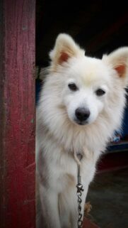 Cute White Fluffy Spitz Dog Peeking From Red Pillar Wallpaper