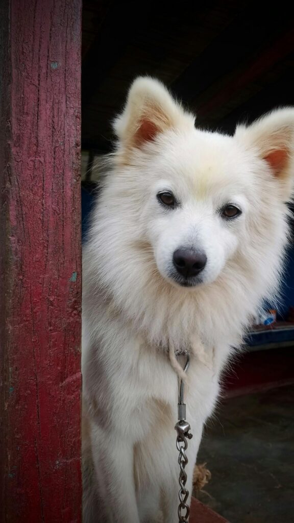 Cute White Fluffy Spitz Dog Peeking From Red Pillar Wallpaper