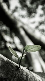 Minimalist Green Sprout Growing from Tree Bark Mobile Wallpaper