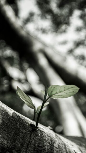 Minimalist Green Sprout Growing from Tree Bark Mobile Wallpaper